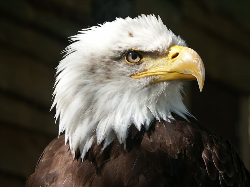 Close-up of a bald eagle with a white head, yellow beak, and brown feathers, facing to the right against a blurred background.