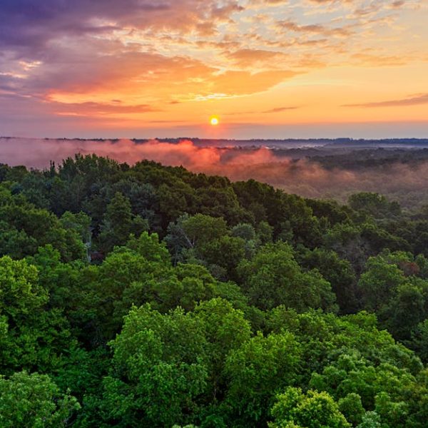 A dense green forest under a colorful sky at sunrise, with mist rising above the trees and the sun visible near the horizon.
