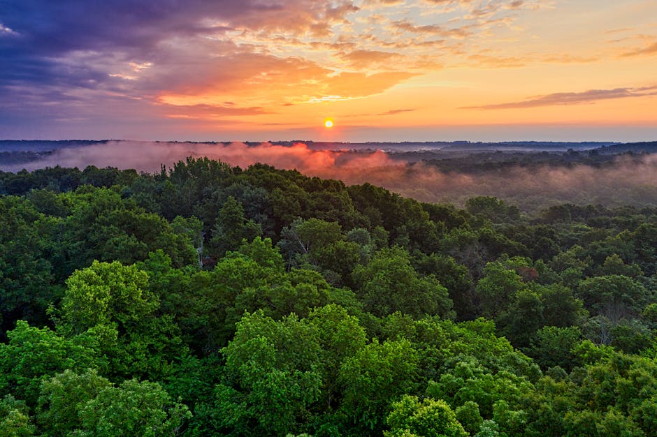 A dense green forest under a colorful sky at sunrise, with mist rising above the trees and the sun visible near the horizon.