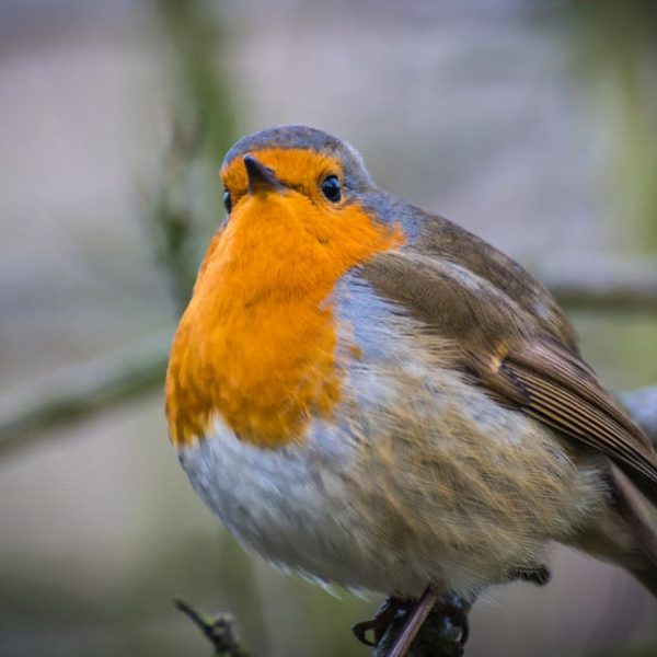 A close-up of a European robin with an orange breast and brown-gray feathers, perched on a branch with a blurred background.