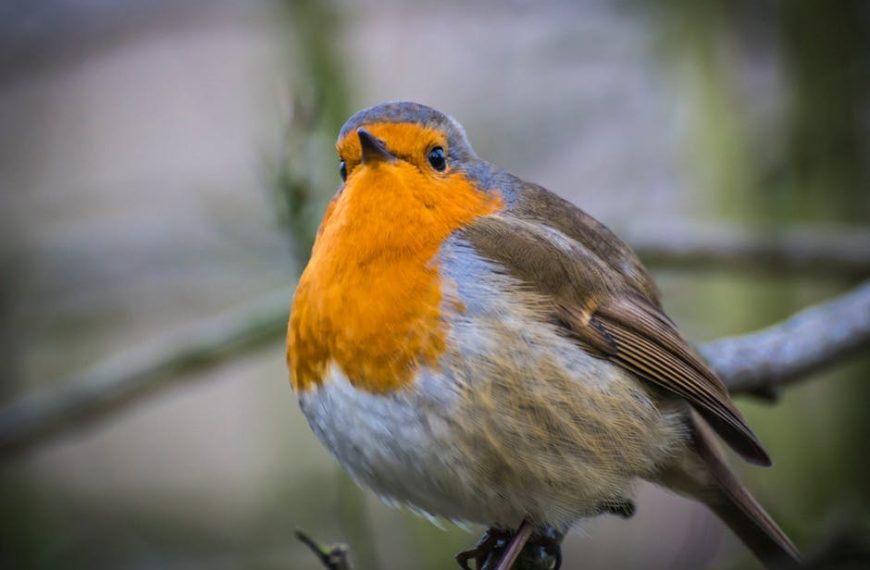 A close-up of a European robin with an orange breast and brown-gray feathers, perched on a branch with a blurred background.
