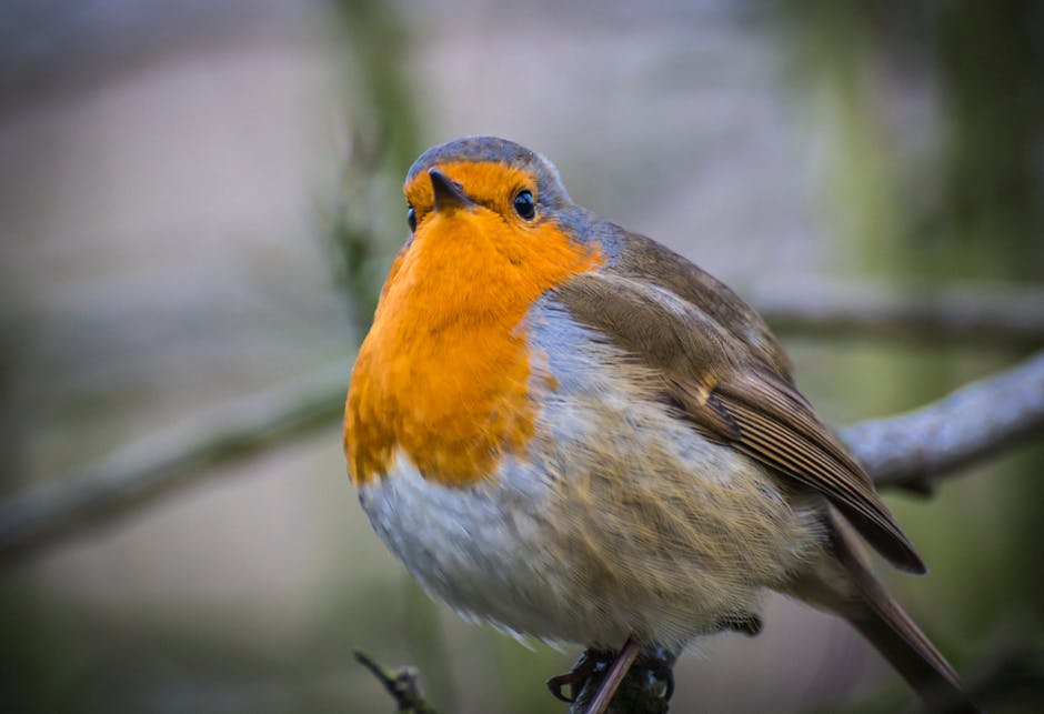 A close-up of a European robin with an orange breast and brown-gray feathers, perched on a branch with a blurred background.