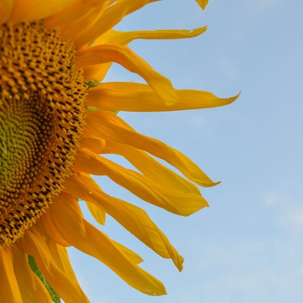 Close-up of a sunflower with bright yellow petals against a clear blue sky.