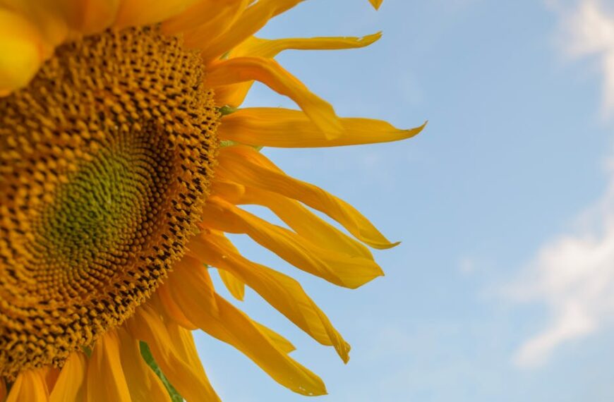 Close-up of a sunflower with bright yellow petals against a clear blue sky.
