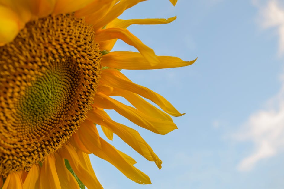 Close-up of a sunflower with bright yellow petals against a clear blue sky.