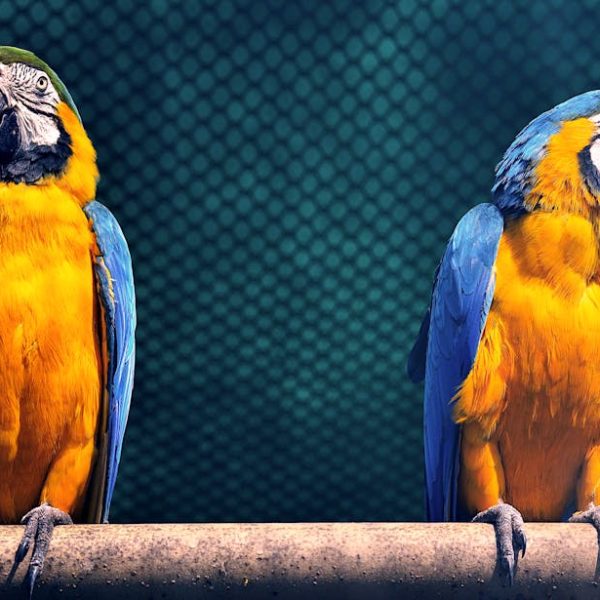 Two blue and yellow parrots are perched on a wooden pole in front of a green wire mesh background.