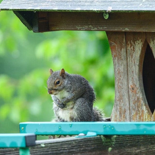 A grey squirrel sits on a teal railing next to a wooden birdhouse, with a green, leafy background.