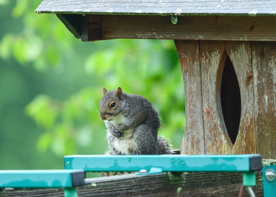 A grey squirrel sits on a teal railing next to a wooden birdhouse, with a green, leafy background.