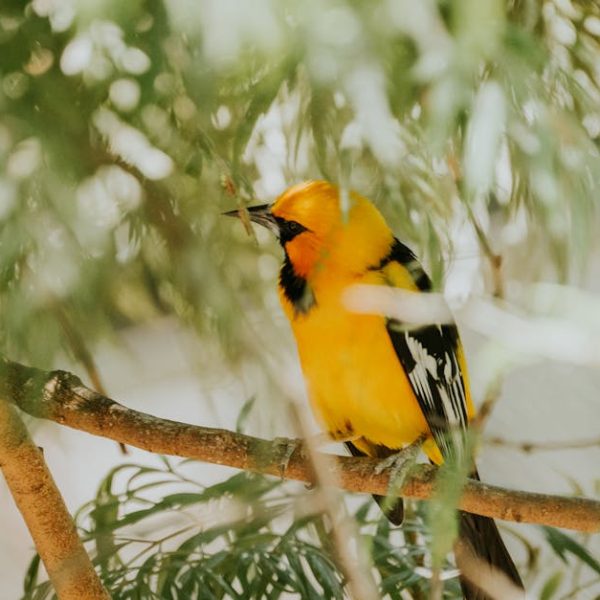 A bright yellow and black bird perches on a tree branch, partially obscured by green leaves.