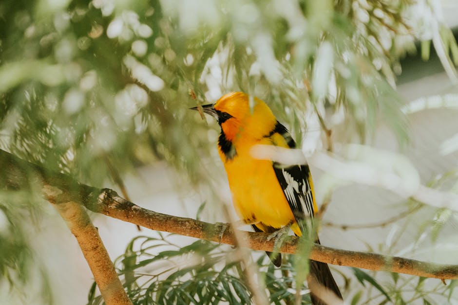 A bright yellow and black bird perches on a tree branch, partially obscured by green leaves.