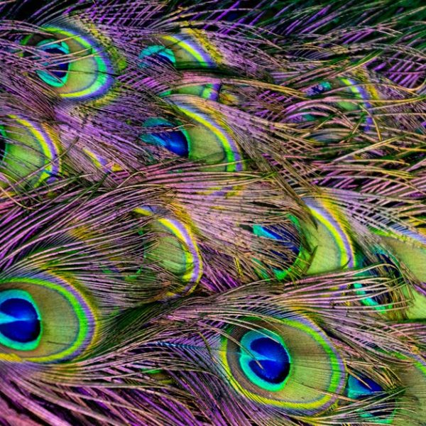Close-up of multiple peacock feathers showing vibrant colors including green, blue, and purple, with distinctive eye-like patterns.