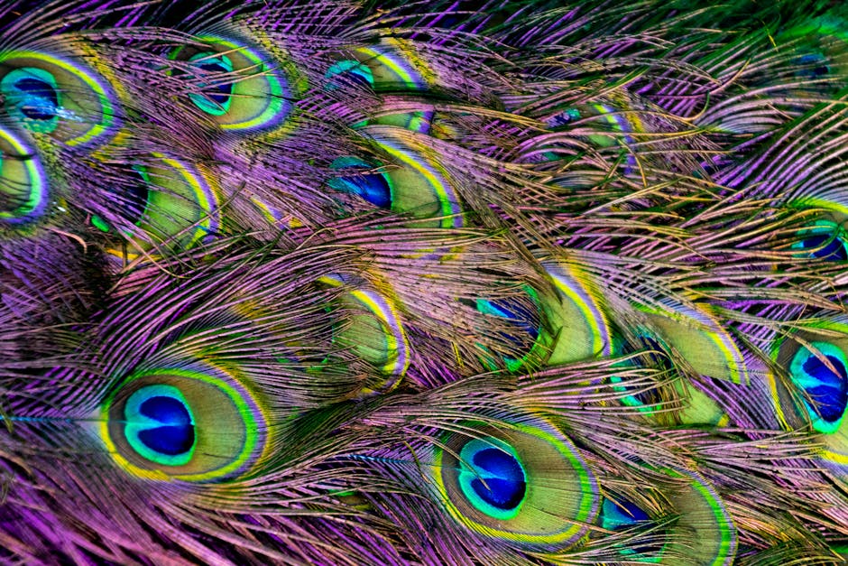 Close-up of multiple peacock feathers showing vibrant colors including green, blue, and purple, with distinctive eye-like patterns.