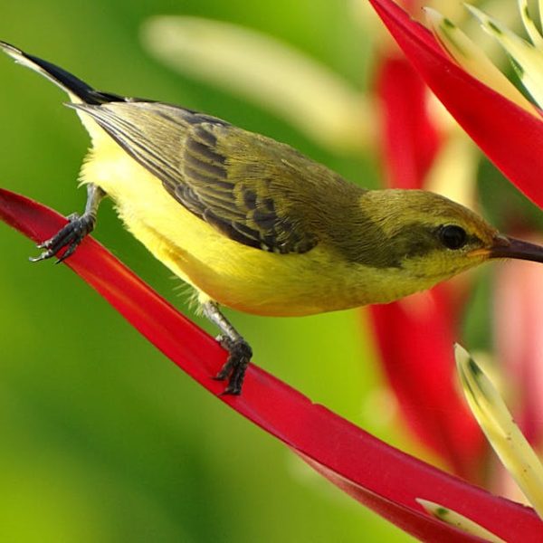 A small yellow and brown bird perches on a red and yellow tropical flower against a blurred green background.
