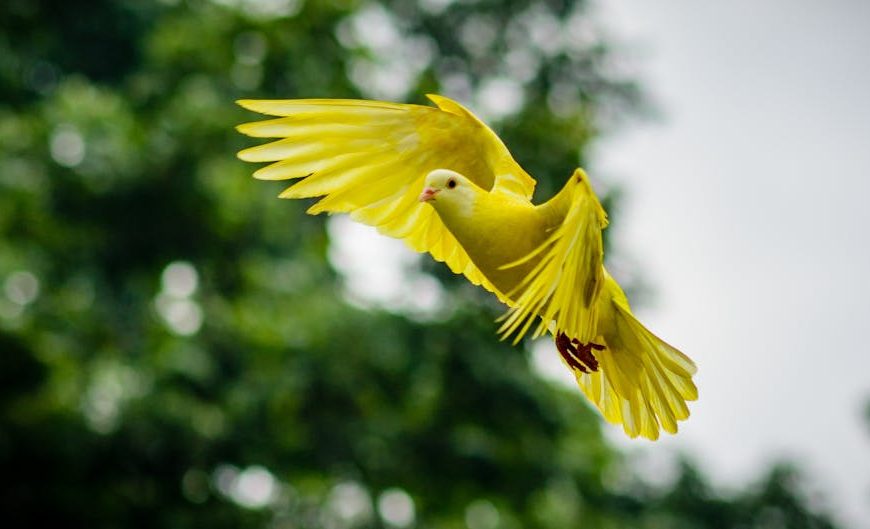 A yellow bird with outstretched wings flies in front of blurred green foliage.