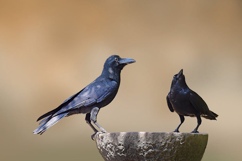 Two black crows are perched on the edge of a stone birdbath, one looking forward and the other looking upward, against a blurred brown background.