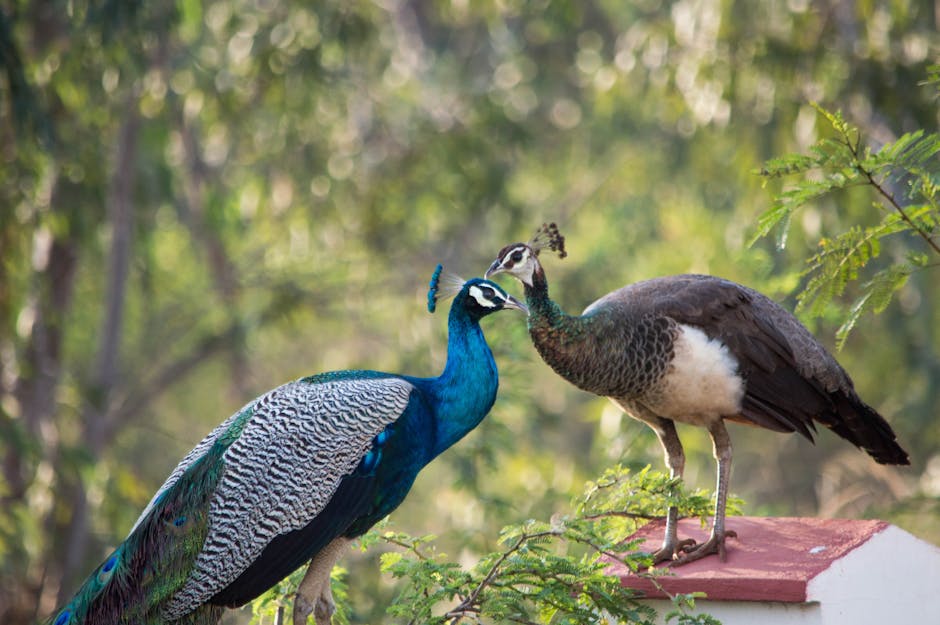 A peacock and a peahen standing close together on a ledge with trees in the background.