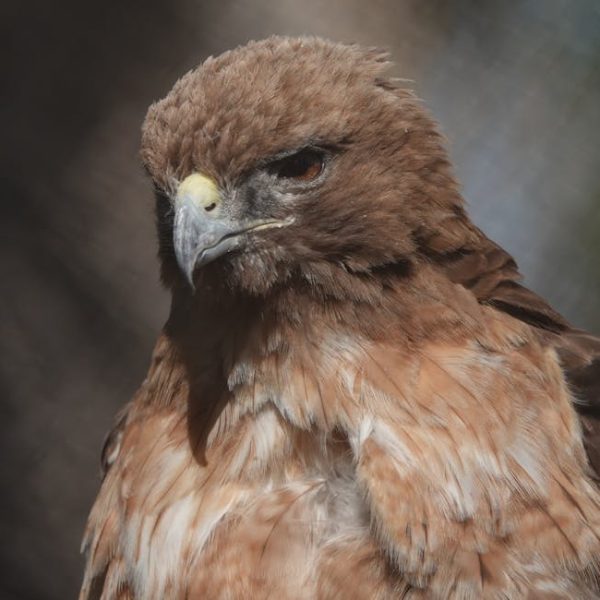 Close-up of a brown hawk with a sharp, hooked beak and intense eyes, facing slightly to the left against a blurred background.