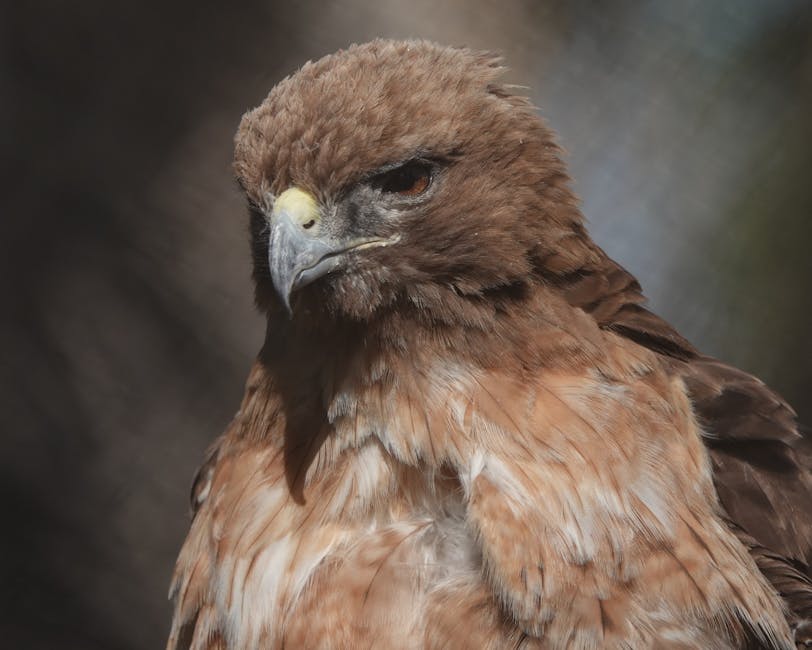 Close-up of a brown hawk with a sharp, hooked beak and intense eyes, facing slightly to the left against a blurred background.