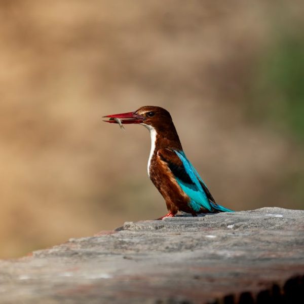 A kingfisher with blue and brown feathers sits on a stone surface, holding a small fish in its beak.