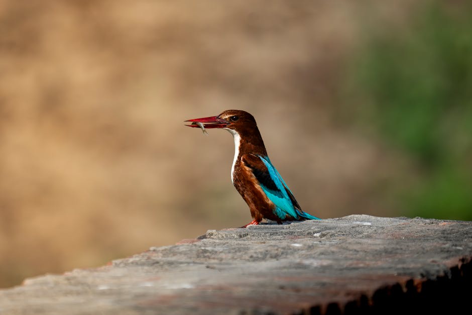 A kingfisher with blue and brown feathers sits on a stone surface, holding a small fish in its beak.