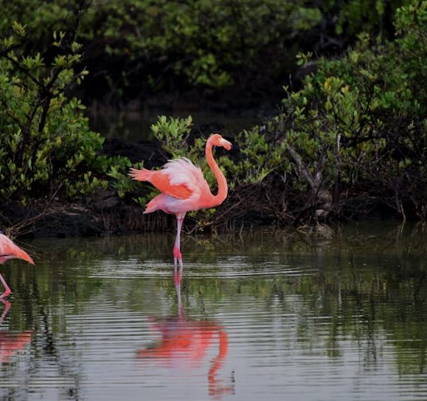 Two pink flamingos stand in shallow water surrounded by green vegetation; one flamingo is standing upright while the other bends its head down.