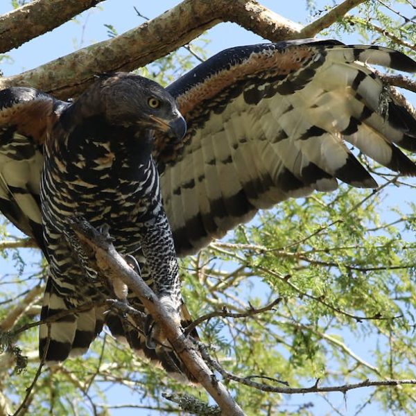 A large bird of prey with outstretched wings perches on a tree branch amid green leaves and sunlight.