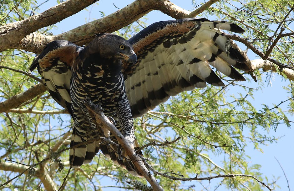 A large bird of prey with outstretched wings perches on a tree branch amid green leaves and sunlight.