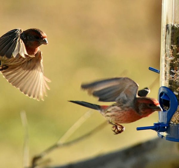 Two small birds with red markings approach a blue and clear bird feeder filled with seeds; one bird is in flight while the other is landing.