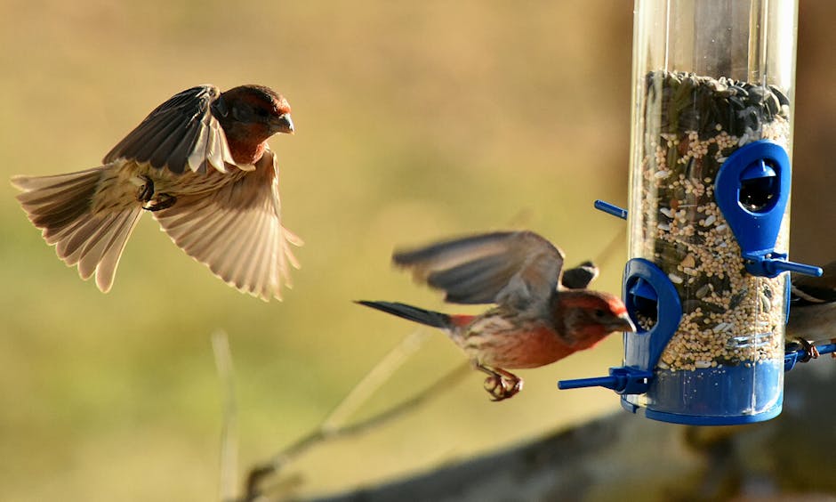 Two small birds with red markings approach a blue and clear bird feeder filled with seeds; one bird is in flight while the other is landing.