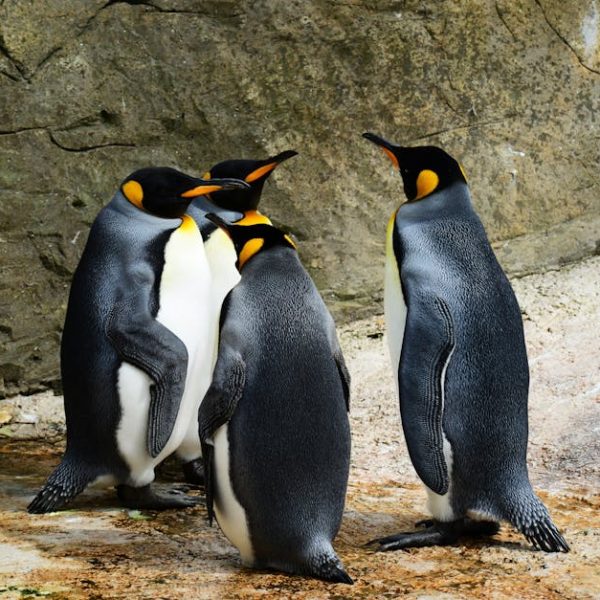 Four emperor penguins stand together on rocky ground near a stone wall, facing each other in a close group.