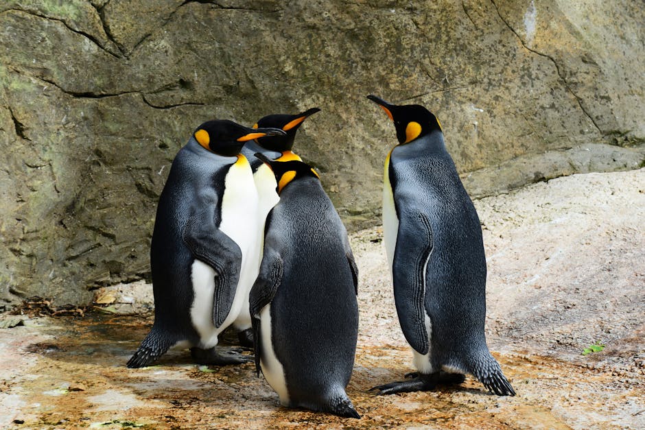 Four emperor penguins stand together on rocky ground near a stone wall, facing each other in a close group.
