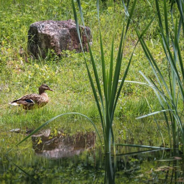 A brown duck sits on green grass near the edge of a pond, with tall reeds and large rocks nearby, reflected in the water.