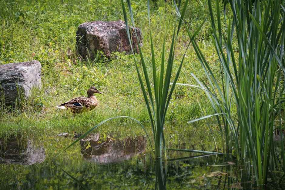A brown duck sits on green grass near the edge of a pond, with tall reeds and large rocks nearby, reflected in the water.