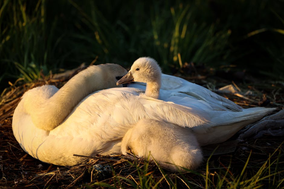 An adult swan rests on a nest with two fluffy cygnets nestled close, surrounded by grass and twigs.