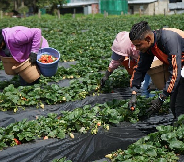 Three people wearing gloves and jackets pick strawberries and place them in buckets while working in a large outdoor field.