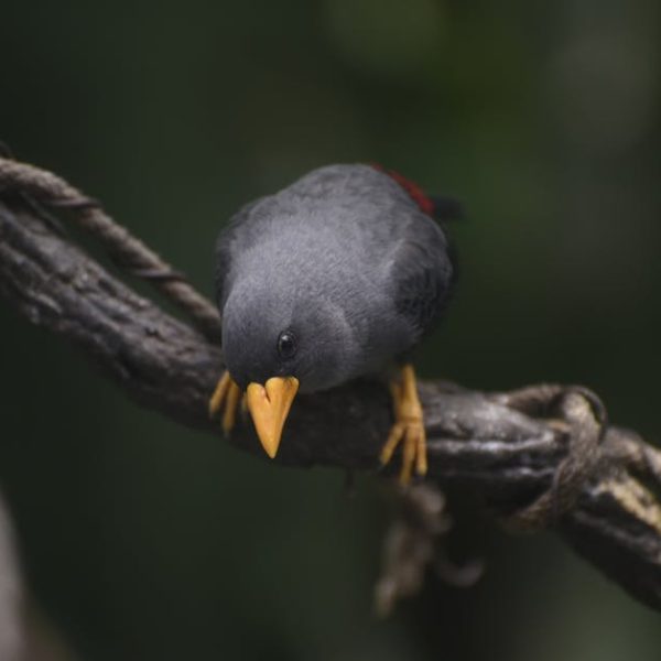 A gray bird with a yellow beak and feet perches on a thick, twisted branch against a dark, blurred background.