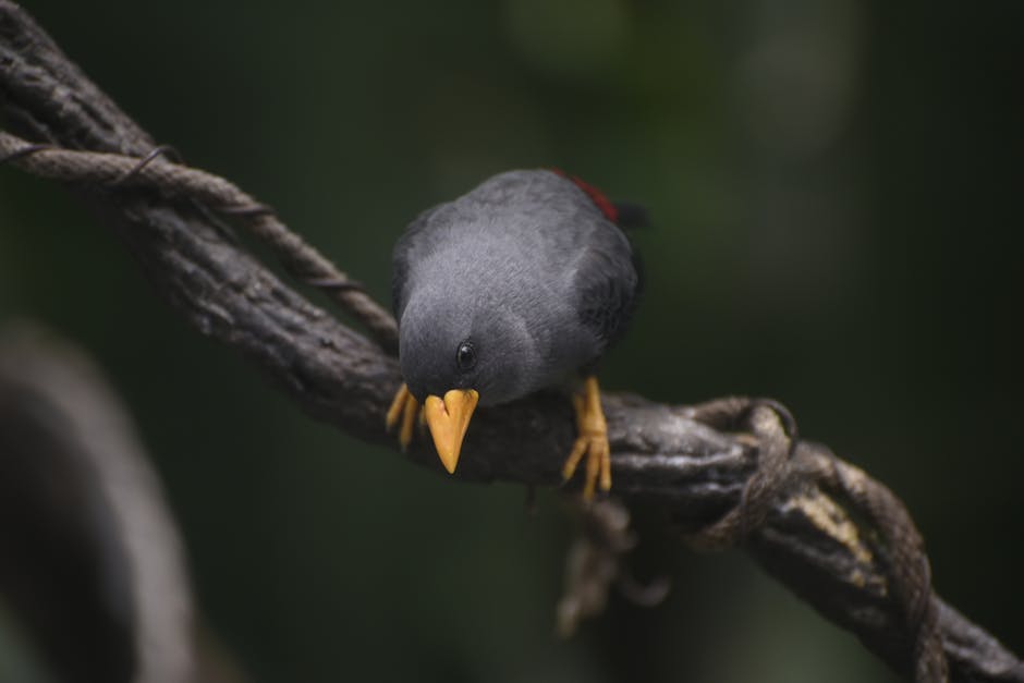 A gray bird with a yellow beak and feet perches on a thick, twisted branch against a dark, blurred background.