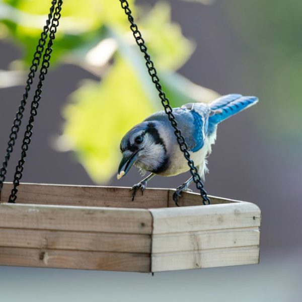 A blue jay stands on the edge of a wooden bird feeder, holding a small piece of food in its beak.