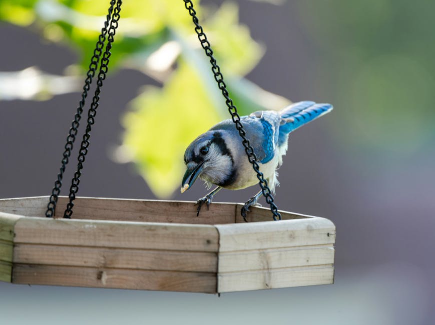 A blue jay stands on the edge of a wooden bird feeder, holding a small piece of food in its beak.