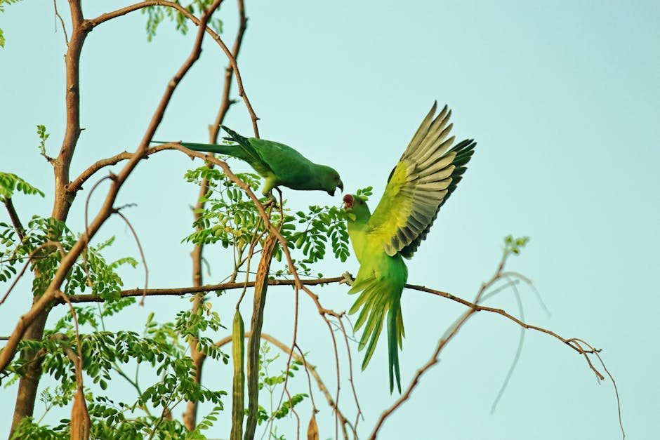 Two green parrots interact on the branches of a tree, with one perched and the other in flight against a clear sky.