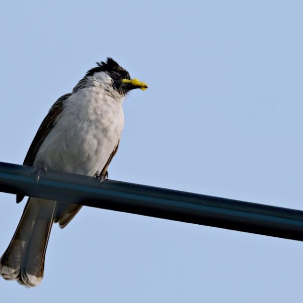 A small bird with a black head and white chest is perched on a black wire against a clear blue sky.