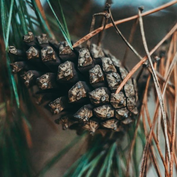 A close-up of a pine cone hanging from a branch with green and brown pine needles surrounding it.