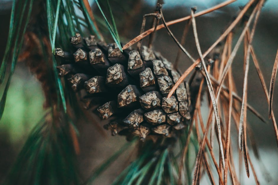 A close-up of a pine cone hanging from a branch with green and brown pine needles surrounding it.
