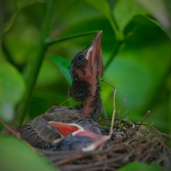 Two baby birds are sitting in a nest surrounded by green leaves, with one bird looking up and opening its beak.