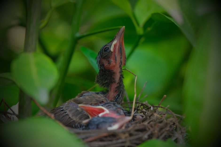 Two baby birds are sitting in a nest surrounded by green leaves, with one bird looking up and opening its beak.