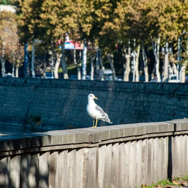A seagull stands on a concrete railing beside a tree-lined canal on a sunny day.