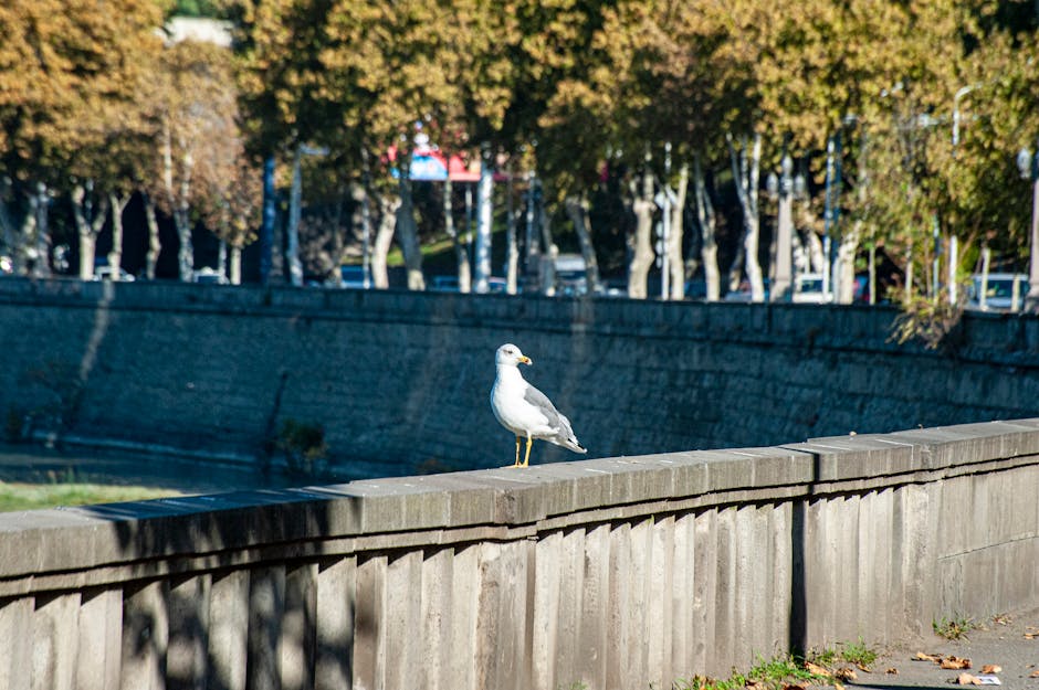 A seagull stands on a concrete railing beside a tree-lined canal on a sunny day.