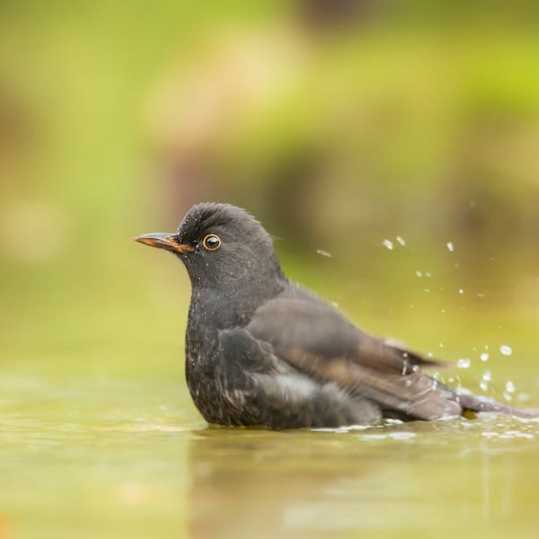 A blackbird is partially submerged in shallow water, with droplets splashing around, and a blurred green background.