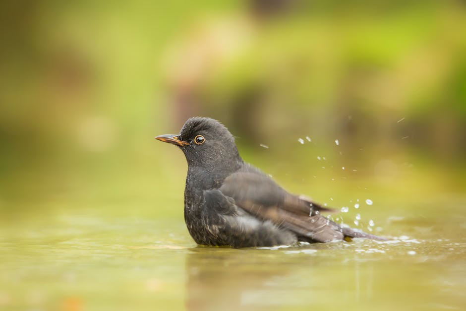 A blackbird is partially submerged in shallow water, with droplets splashing around, and a blurred green background.