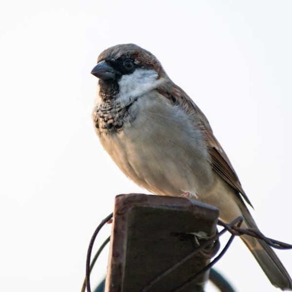 A small brown and white sparrow is perched on a metal surface with some wires, against a pale, blurred background.
